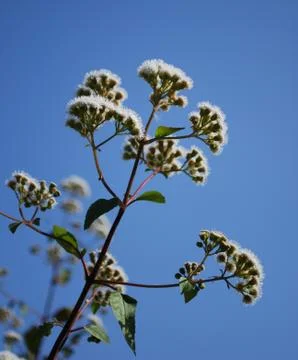 Ageratina Stock Photos