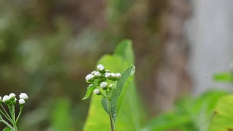 Ageratum conyzoides flowers. Stock Footage 339918993