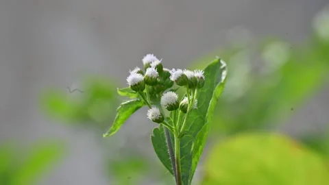Ageratum conyzoides flowers. Stock Footage 339919599
