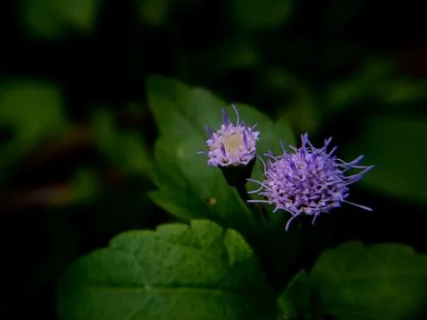 Ageratum conyzoides Stock Photos