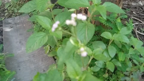 Ageratum conyzoldes Stock Footage 308123658