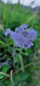 Ageratum flower Foto stock