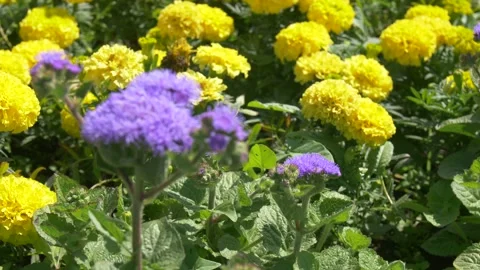 Ageratum Houstonianum Stock Footage 134284818