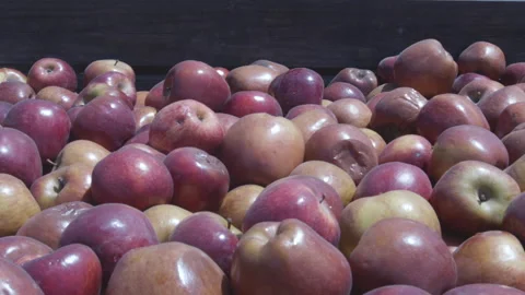 Agglomerated apples in fair box Stock Footage 138127022