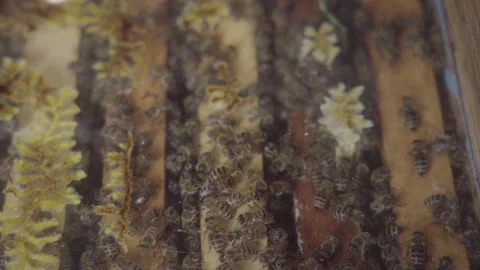Agglomeration of Bees in the Hive Stock Footage 243110948