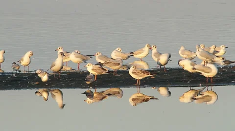 Agglomeration of different species of gulls on the shore Stock Footage 28810686