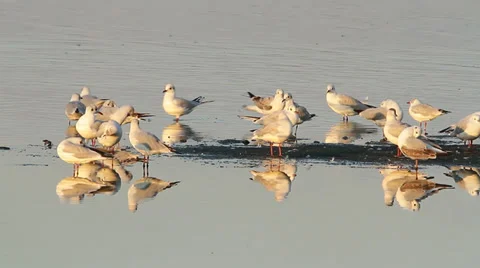 Agglomeration of different species of gulls on the shore Stock Footage 28811014