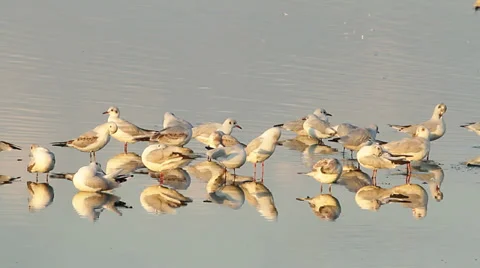 Agglomeration of different species of gulls on the shore Stock Footage 28811409