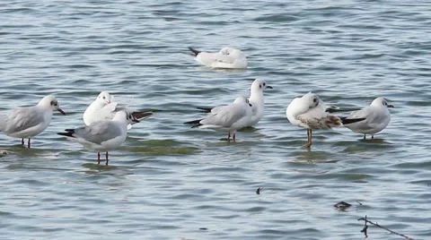 Agglomeration of different species of gulls on the shore Stock Footage 29166321