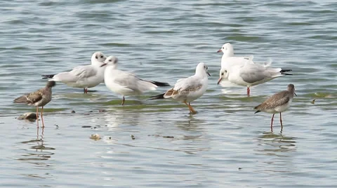 Agglomeration of different species of gulls on the shore Stock Footage 29166738