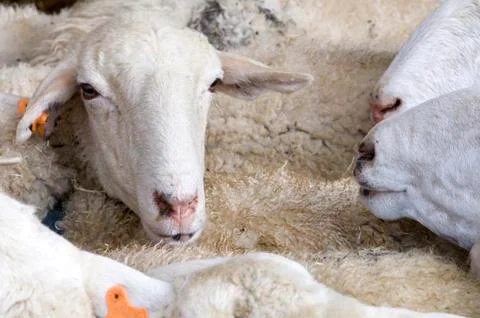 Agglomeration Фото