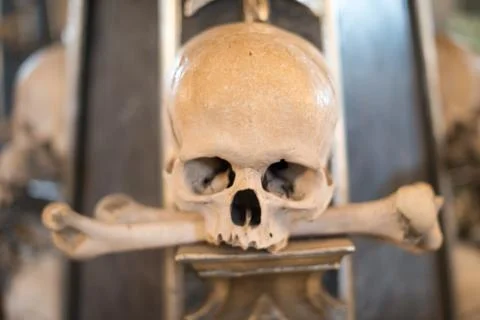 Agglomeration of skulls and bones Stock Photos
