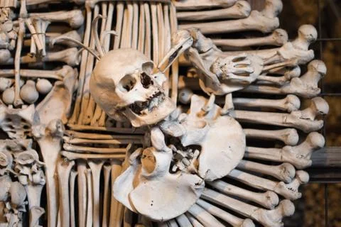 Agglomeration of skulls and bones Stock Photos