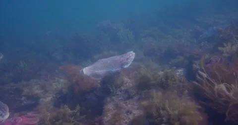 Aggregation Of Australian Giant Cuttlefish In Whyalla Stock Footage 316876612
