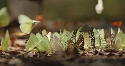 Aggregation of butterflies mud-puddling, collective of different butterfly .. Stock Footage 239780836