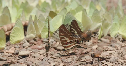 Aggregation of butterflies mud-puddling, slow motion of spot swordtail butterfly Stock Footage 239781563