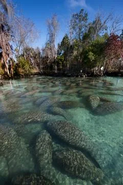 Aggregation of Florida Manatees. Foto stock