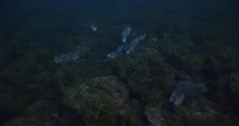 Aggregation Of Giant Cuttlefish Stock Footage 316426632