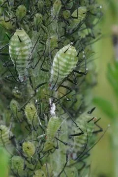 An aggregation of green aphids in the garden Stock Photos