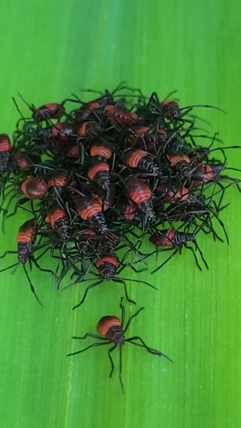 Aggregation of leaf-footed bug nymphs on green leaf macro Stock-Footage 342371502