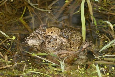 An aggregation male common toads , Bufo bufo fertilising eggs in breeding pond Stock Photos