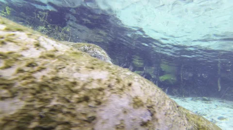 An aggregation of moss-covered manatees glides smoothly on a spring bottom Stock Footage 62784199