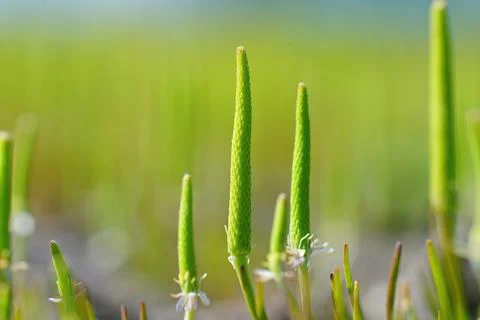 An aggregation of the rare and rather unusual blossoming plant, the tiny moustai Foto stock