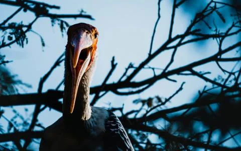 Aggresive bird Stock Photos
