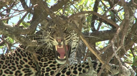 Aggressive African Leopard Snarling and Hissing from Tree Branch Video stock 8981087