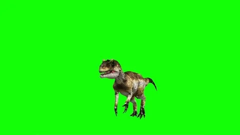 Aggressive Allosaurus Dinosaur Animation Sequence #4 on green screen. Stock Footage 76997750