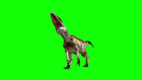Aggressive Allosaurus Dinosaur Animation Sequence #3 on green screen. Stock Footage 76997771
