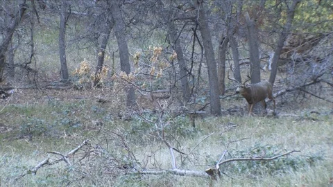 Aggressive Amped Up Mule Deer Buck Trotting to Warn Off Another Buck Stock Footage 117662554