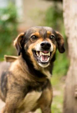 Aggressive, angry dog Foto stock