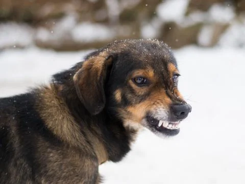 Aggressive, angry dog Stock Photos