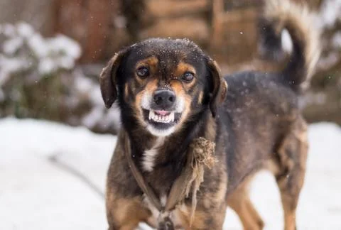 Aggressive, angry dog Stock Photos