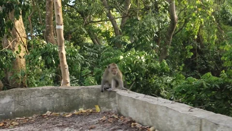 Aggressive angry Monkey attacks cameraman in Thailand southeast asia Stock Footage