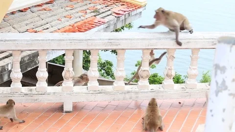 Aggressive angry monkey in buddhist temple, Thailand Stock Footage 82045939
