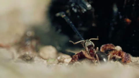 Aggressive attack of ants to bumblebee on the ground in forest Video stock 131116376