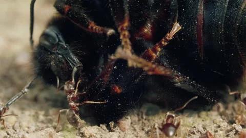 Aggressive attack of ants to bumblebee on the ground in forest Stock-Footage 131117352