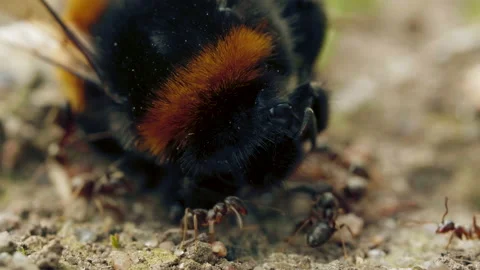 Aggressive attack of ants to bumblebee on the ground in forest Video stock 131119377