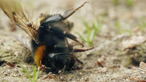 Aggressive attack of ants to bumblebee on the ground in forest Video stock 134650984