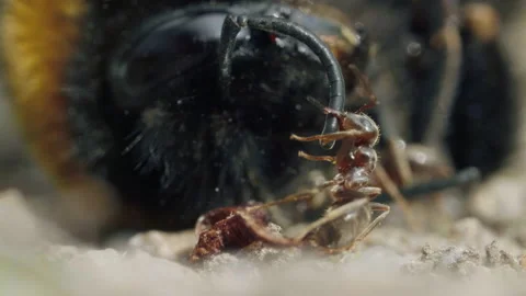 Aggressive attack of ants to bumblebee on the ground in forest Stock Footage 134652747
