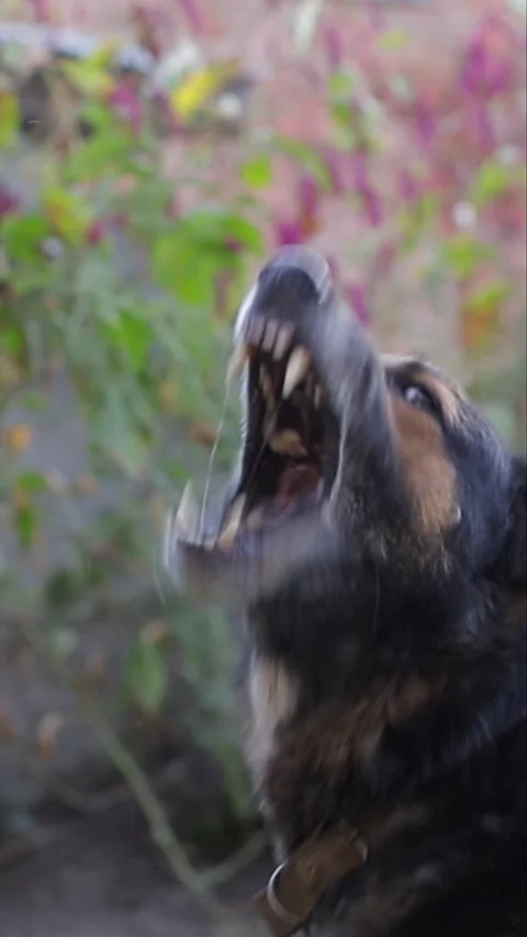 Aggressive barking old German shepherd. Aggressive dog shows dangerous teeth 스톡 동영상 256256557