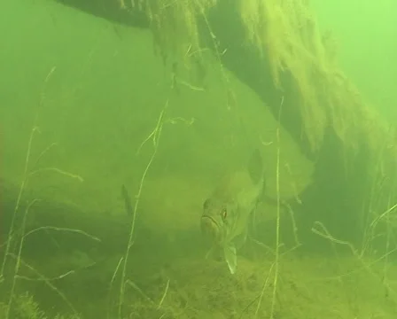  Aggressive Bass Stock Footage 903816