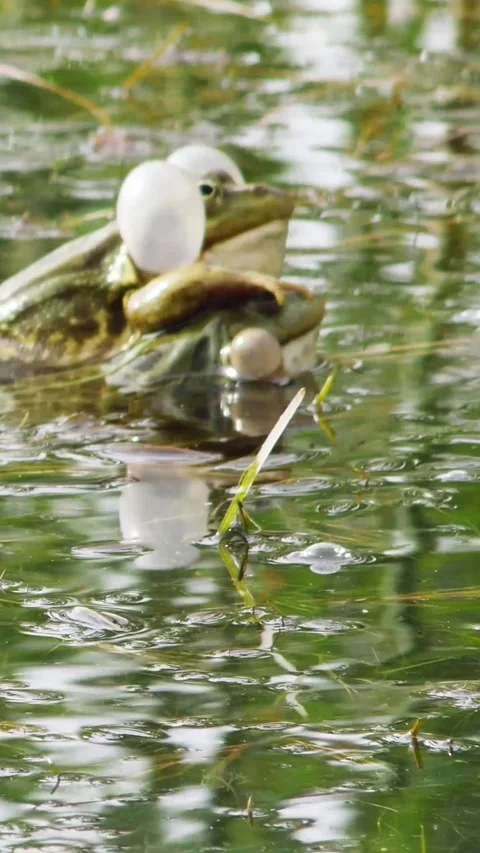 Aggressive behavior of green frogs in a freshwater lake- competition for a m Stock Footage 334340084