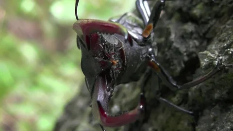 Aggressive behavior stag beetle or Lucanus cervus threateningly raises mandibles Stock Footage 71480028