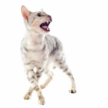 Aggressive bengal cat Stock-Fotos