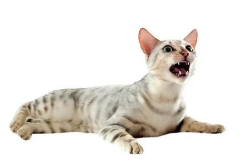 Aggressive bengal cat Stock Photos