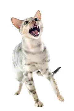 Aggressive bengal cat Stock Photos