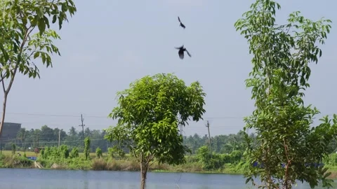 Aggressive Bird fights Stock Footage 291235930